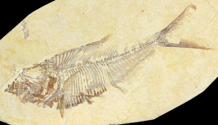 Fossil Fish (Diplomystus) - Green River Formation #136776